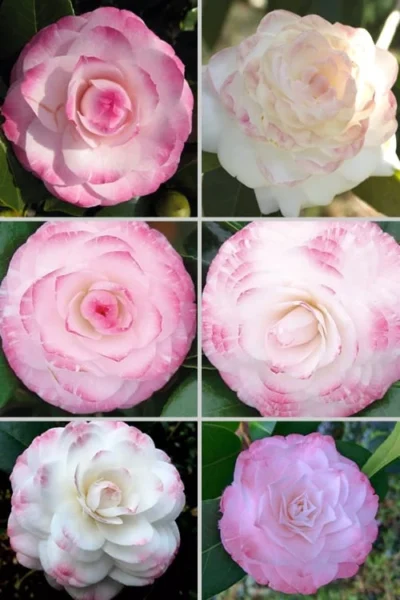 Grace Albritton Camellia Japonica - 3 Gallon Pot -Chaste Tree World Camellia Grace Albritton 4 1