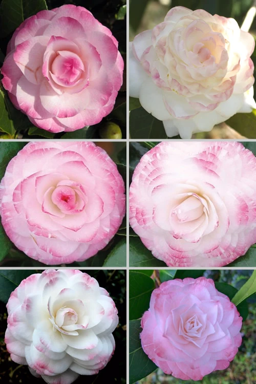 Grace Albritton Camellia Japonica - 1 Gallon Pot 4 Grace Albritton Camellia Japonica - 1 Gallon Pot - Image 4