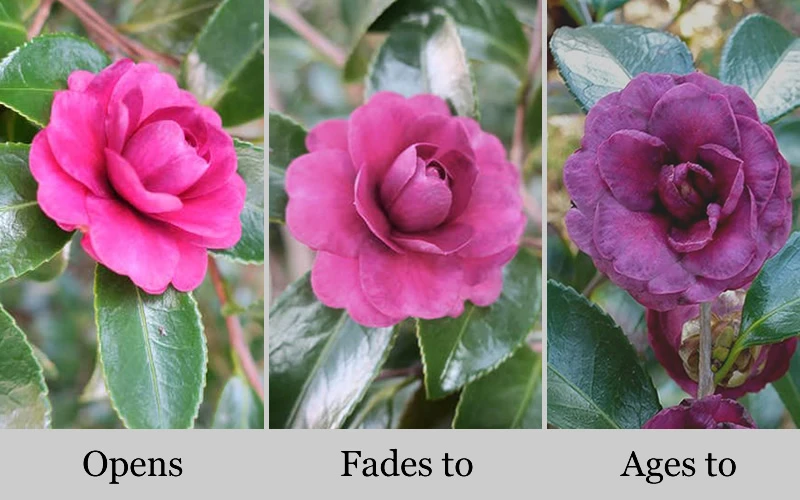 Green's Blues Dwarf Camellia Sasanqua - 3 Gallon Pot 4 Green's Blues Dwarf Camellia Sasanqua - 3 Gallon Pot - Image 4