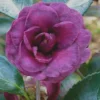 Green's Blues Dwarf Camellia Sasanqua - 3 Gallon Pot