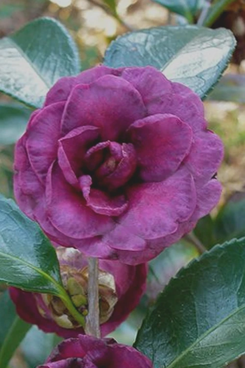 Green's Blues Dwarf Camellia Sasanqua - 3 Gallon Pot 1 Green's Blues Dwarf Camellia Sasanqua - 3 Gallon Pot