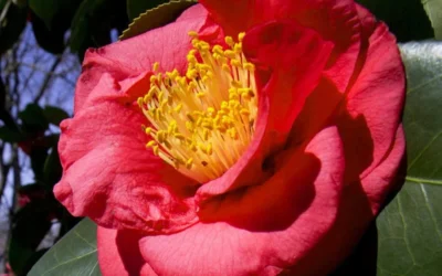 Greensboro Red Camellia Japonica - 7 Gallon Pot -Chaste Tree World Camellia Greensboro Red 1 1
