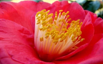 Gunsmoke Camellia Japonica - 3 Gallon Pot 7 Gunsmoke Camellia Japonica - 3 Gallon Pot -Chaste Tree World Camellia Gunsmoke Closeup Flower 3