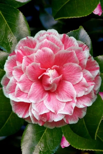 Brilliant Gem Fragrant Camellia Japonica 'Herme' - 7 Gallon Pot 10 Brilliant Gem Fragrant Camellia Japonica 'Herme' - 7 Gallon Pot -Chaste Tree World Camellia Herrmes 4