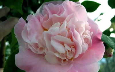 High Fragrance Camellia Hybrid - 3 Gallon Pot 7 High Fragrance Camellia Hybrid - 3 Gallon Pot -Chaste Tree World Camellia High Fragrance 5 2