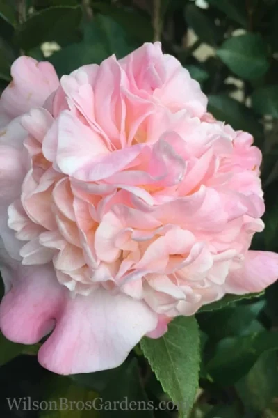 High Fragrance Camellia TREE FORM - 3 Gallon Pot 8 High Fragrance Camellia TREE FORM - 3 Gallon Pot -Chaste Tree World Camellia High Fragrance 500x750 1