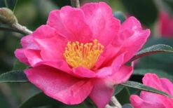 Kanjiro Camellia Sasanqua - 1 Gallon Pot -Chaste Tree World Camellia Kanjiro Closeup Flower 5