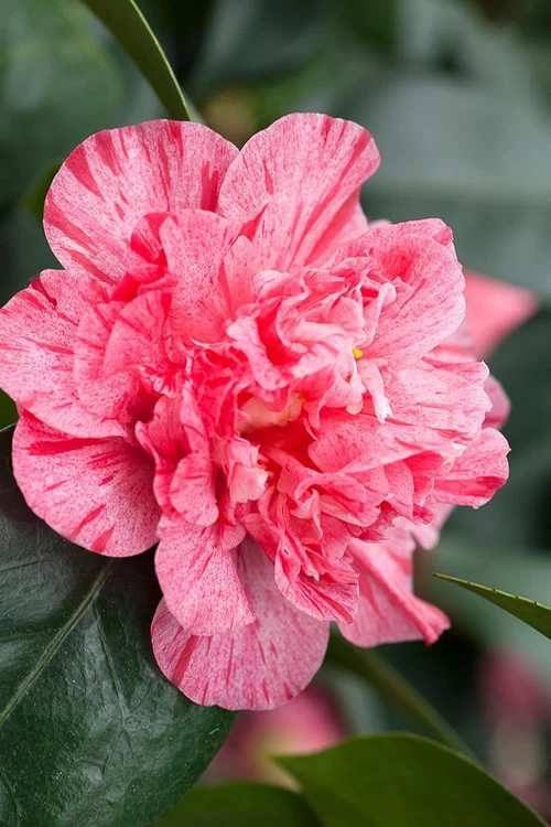 Kick Off Camellia Japonica - 3 Gallon Pot 5 Kick Off Camellia Japonica - 3 Gallon Pot - Image 5