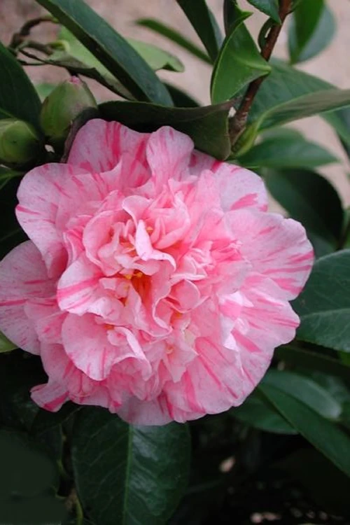 Kick Off Camellia Japonica - 3 Gallon Pot 1 Kick Off Camellia Japonica - 3 Gallon Pot