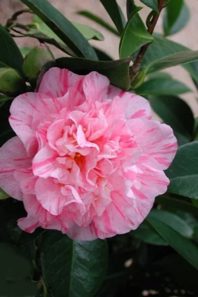 Kick Off Camellia Japonica - 1 Gallon Pot 10 Kick Off Camellia Japonica - 1 Gallon Pot -Chaste Tree World Camellia Kick Off 2