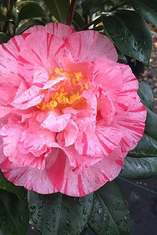 Kick Off Camellia Japonica - 1 Gallon Pot 4 Kick Off Camellia Japonica - 1 Gallon Pot - Image 4