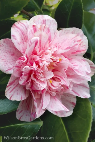 Kick Off Camellia Japonica - 3 Gallon Pot 11 Kick Off Camellia Japonica - 3 Gallon Pot -Chaste Tree World Camellia Kick Off 4 1