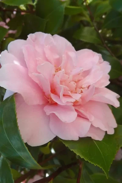 King's Ransom Camellia Japonica - 3 Gallon Pot