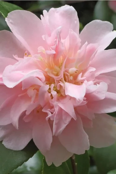 King's Ransom Camellia Japonica - 3 Gallon Pot -Chaste Tree World Camellia Kings Ransom 3