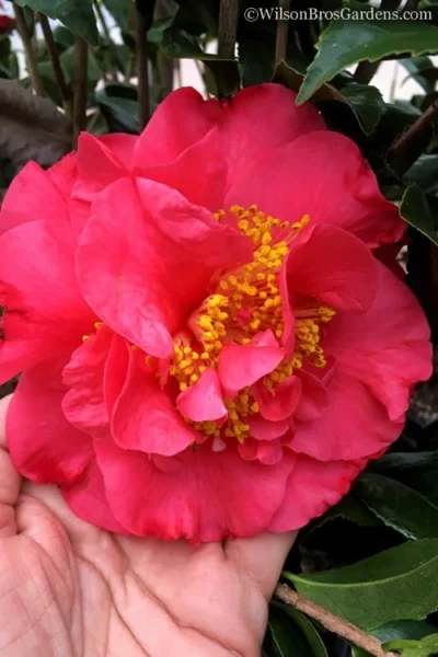 Kramers Supreme Red Double Camellia Japonica - 3 Gallon Pot