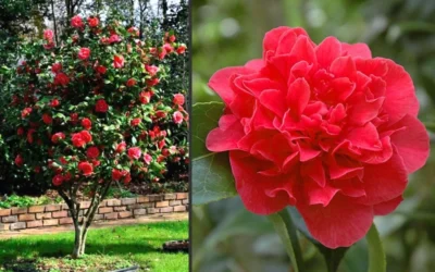 Kramers Supreme Red Double Camellia Japonica - 3 Gallon Pot 9 Kramers Supreme Red Double Camellia Japonica - 3 Gallon Pot -Chaste Tree World Camellia Kramers Supreme 2 1