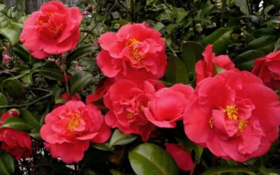 Kramers Supreme Red Double Camellia Japonica - 2 Gallon Pot 8 Kramers Supreme Red Double Camellia Japonica - 2 Gallon Pot -Chaste Tree World Camellia Kramers Supreme 52 2