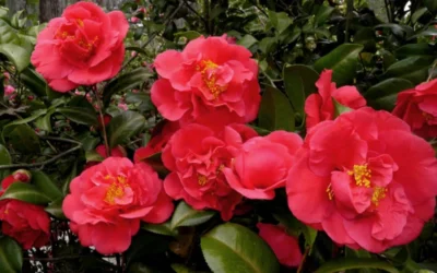 Kramers Supreme Red Double Camellia Japonica - 1 Gallon Pot 8 Kramers Supreme Red Double Camellia Japonica - 1 Gallon Pot -Chaste Tree World Camellia Kramers Supreme 52