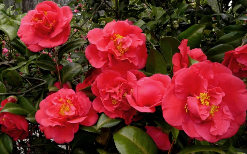 Kramers Supreme Red Double Camellia Japonica - 1 Gallon Pot 4 Kramers Supreme Red Double Camellia Japonica - 1 Gallon Pot - Image 4