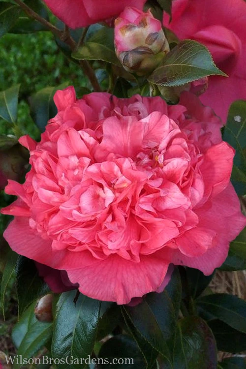 Kumasaka Camellia Japonica - 3 Gallon Pot 1 Kumasaka Camellia Japonica - 3 Gallon Pot