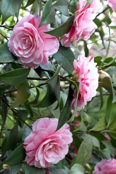 LA Peppermint Camellia Japonica - 1 Gallon Pot -Chaste Tree World Camellia La Peppermint 1 1