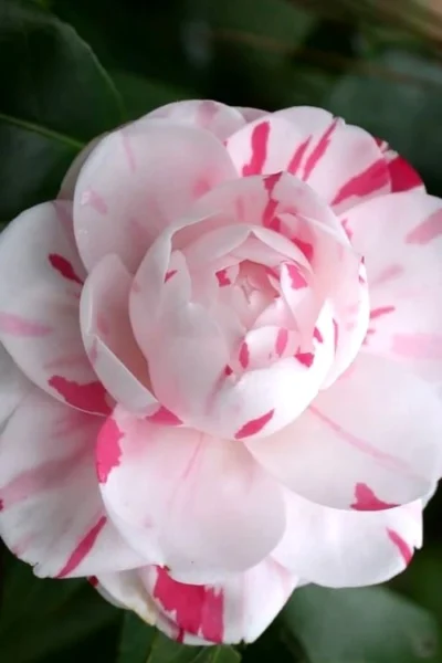 LA Peppermint Camellia Japonica - 3 Gallon Pot -Chaste Tree World Camellia La Peppermint 2
