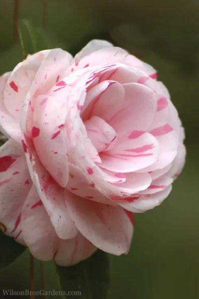 LA Peppermint Camellia Japonica - 1 Gallon Pot -Chaste Tree World Camellia La Peppermint 4