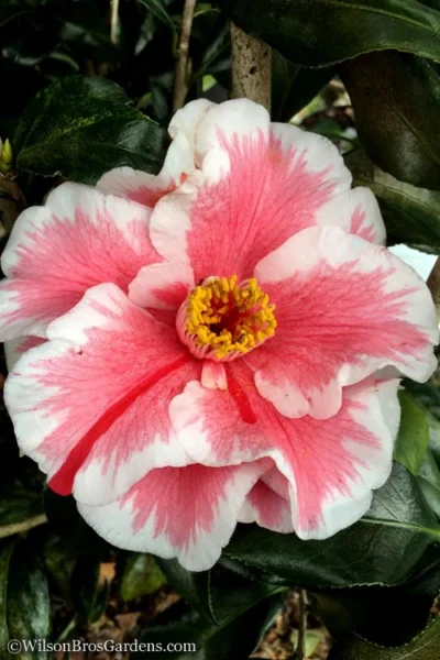 Lady Vansittart Multicolor Camellia Japonica - 6 Pack Of 1 Gallon Pots 10 Lady Vansittart Multicolor Camellia Japonica - 6 Pack Of 1 Gallon Pots -Chaste Tree World Camellia Lady Vansittart 12