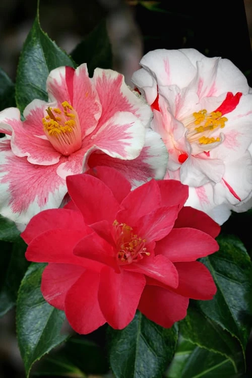 Lady Vansittart Multicolor Camellia Japonica - 1 Gallon Pot 1 Lady Vansittart Multicolor Camellia Japonica - 1 Gallon Pot