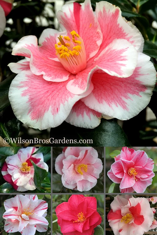 Lady Vansittart Multicolor Camellia Japonica - 6 Pack Of 1 Gallon Pots 7 Lady Vansittart Multicolor Camellia Japonica - 6 Pack Of 1 Gallon Pots - Image 7