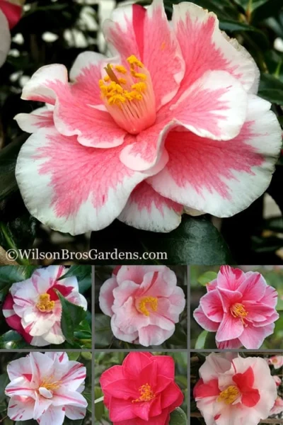 Lady Vansittart Multicolor Camellia Japonica - 2 Gallon Pot -Chaste Tree World Camellia Lady Vansittart 500x750 3