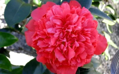 Laura Walker Camellia Japonica - 1 Gallon Pot 10 Laura Walker Camellia Japonica - 1 Gallon Pot -Chaste Tree World Camellia Laura Walker 2