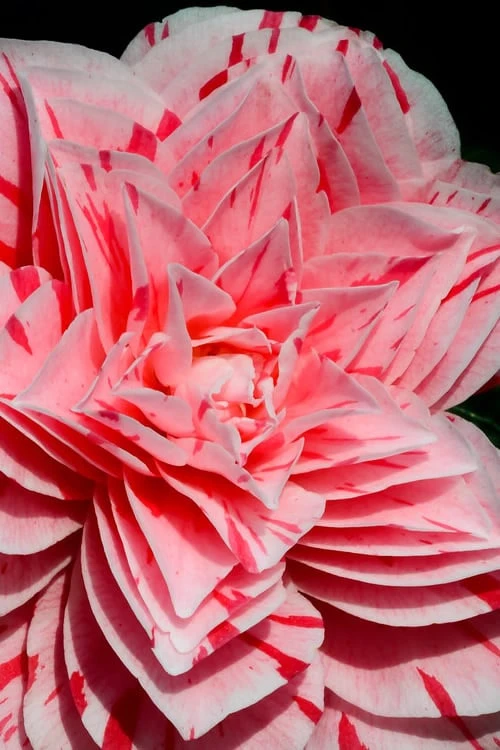 Les Marbury Camellia Japonica - 1 Gallon Pot 1 Les Marbury Camellia Japonica - 1 Gallon Pot