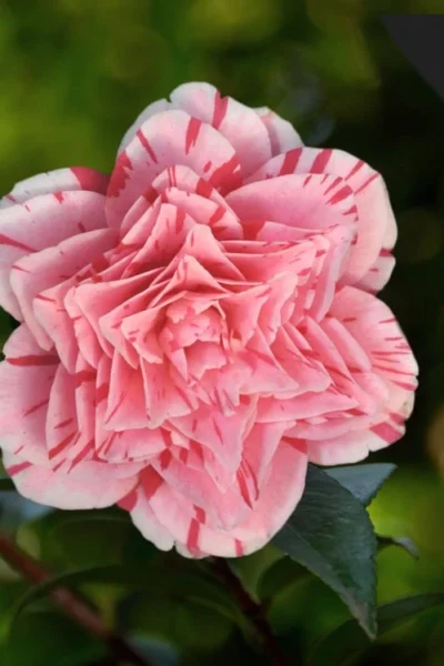 Les Marbury Camellia Japonica - 3 Gallon Pot -Chaste Tree World Camellia Les Marbury 3