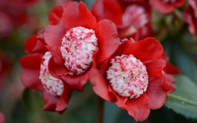 Lipstick Red Camellia Japonica - 3 Gallon Pot -Chaste Tree World Camellia Lipstick 2