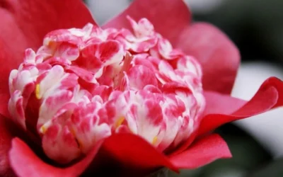 Lipstick Red Camellia Japonica - 3 Gallon Pot -Chaste Tree World Camellia Lipstick 4