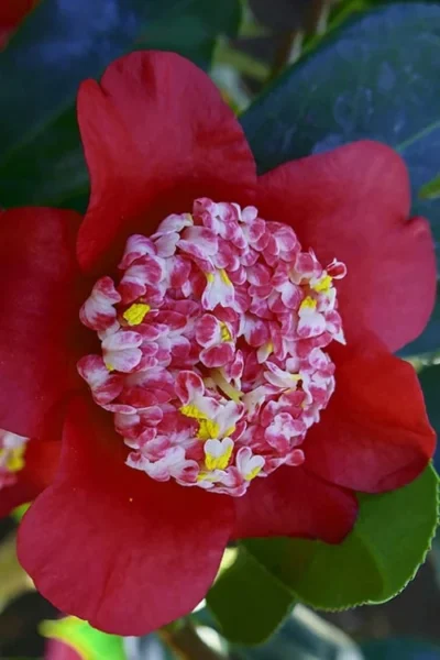 Lipstick Red Camellia Japonica - 3 Gallon Pot -Chaste Tree World Camellia Lipstick 6