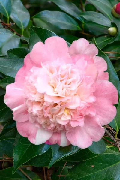 Look Again Camellia Japonica - 3 Gallon Pot -Chaste Tree World Camellia Look Again 1