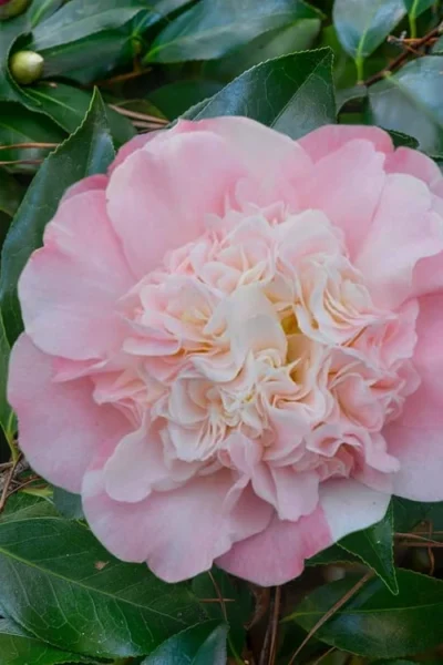 Look Again Camellia Japonica - 3 Gallon Pot