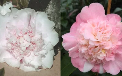 Look Again Camellia Japonica - 1 Gallon Pot 8 Look Again Camellia Japonica - 1 Gallon Pot -Chaste Tree World Camellia Look Again 4 1