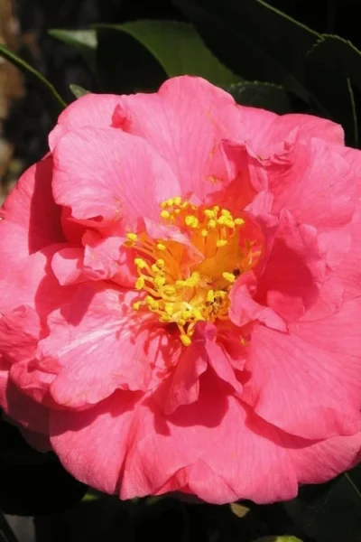 Maidens Of Great Promise Camellia - Japonica - 3 Gallon Pot -Chaste Tree World Camellia Maidens Of Great Promise 10 1