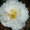 Mine No Yuki Camellia Sasanqua - 1 Gallon Pot