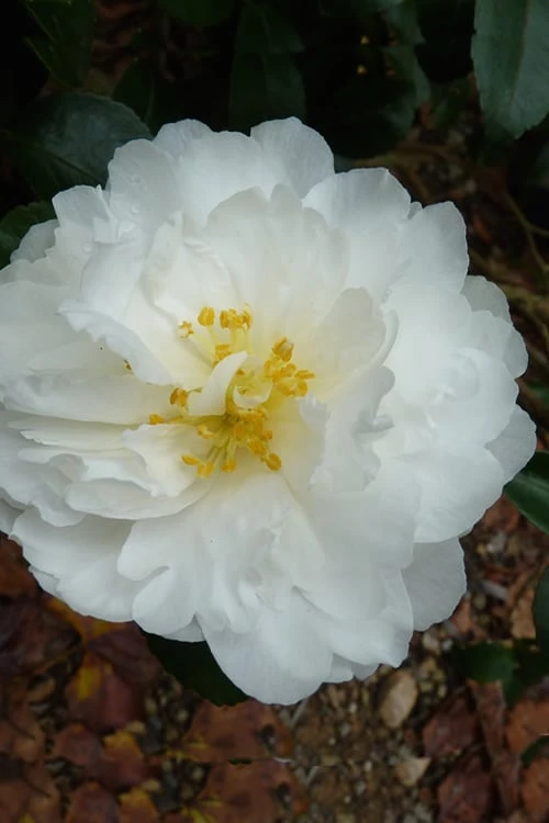 Mine No Yuki Camellia Sasanqua - 1 Gallon Pot 1 Mine No Yuki Camellia Sasanqua - 1 Gallon Pot