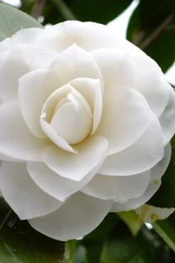 Morning Glow Camellia Japonica - 3 Gallon Pot