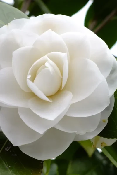 Morning Glow Camellia Japonica - 1 Gallon Pot