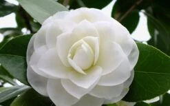 Morning Glow Camellia Japonica - 3 Gallon Pot -Chaste Tree World Camellia Morning Glow 800x500 1