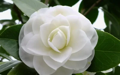 Morning Glow Camellia Japonica - 3 Gallon Pot 8 Morning Glow Camellia Japonica - 3 Gallon Pot -Chaste Tree World Camellia Morning Glow 800x500 1