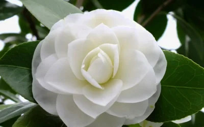 Morning Glow Camellia Japonica - 1 Gallon Pot -Chaste Tree World Camellia Morning Glow 800x500 2