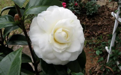 Morning Glow Camellia Japonica - 1 Gallon Pot -Chaste Tree World Camellia Morning Glow 9 1