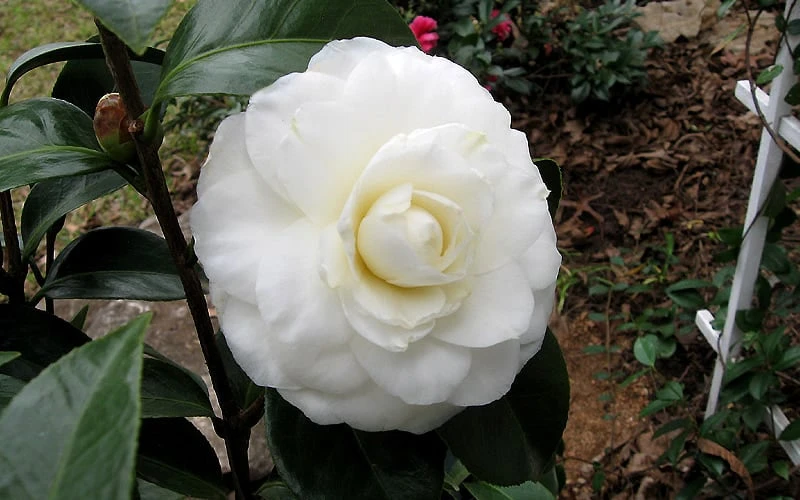 Morning Glow Camellia Japonica - 2 Gallon Pot 5 Morning Glow Camellia Japonica - 2 Gallon Pot - Image 5
